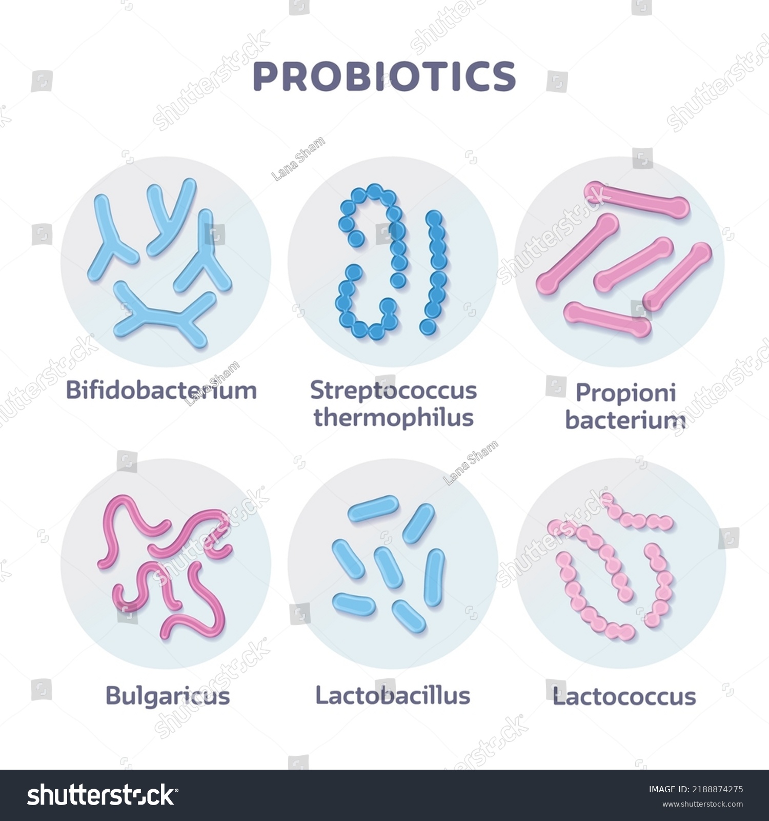 Set 3d Render Probiotic Bacteria Bulgaricus Stock Vector (Royalty Free ...