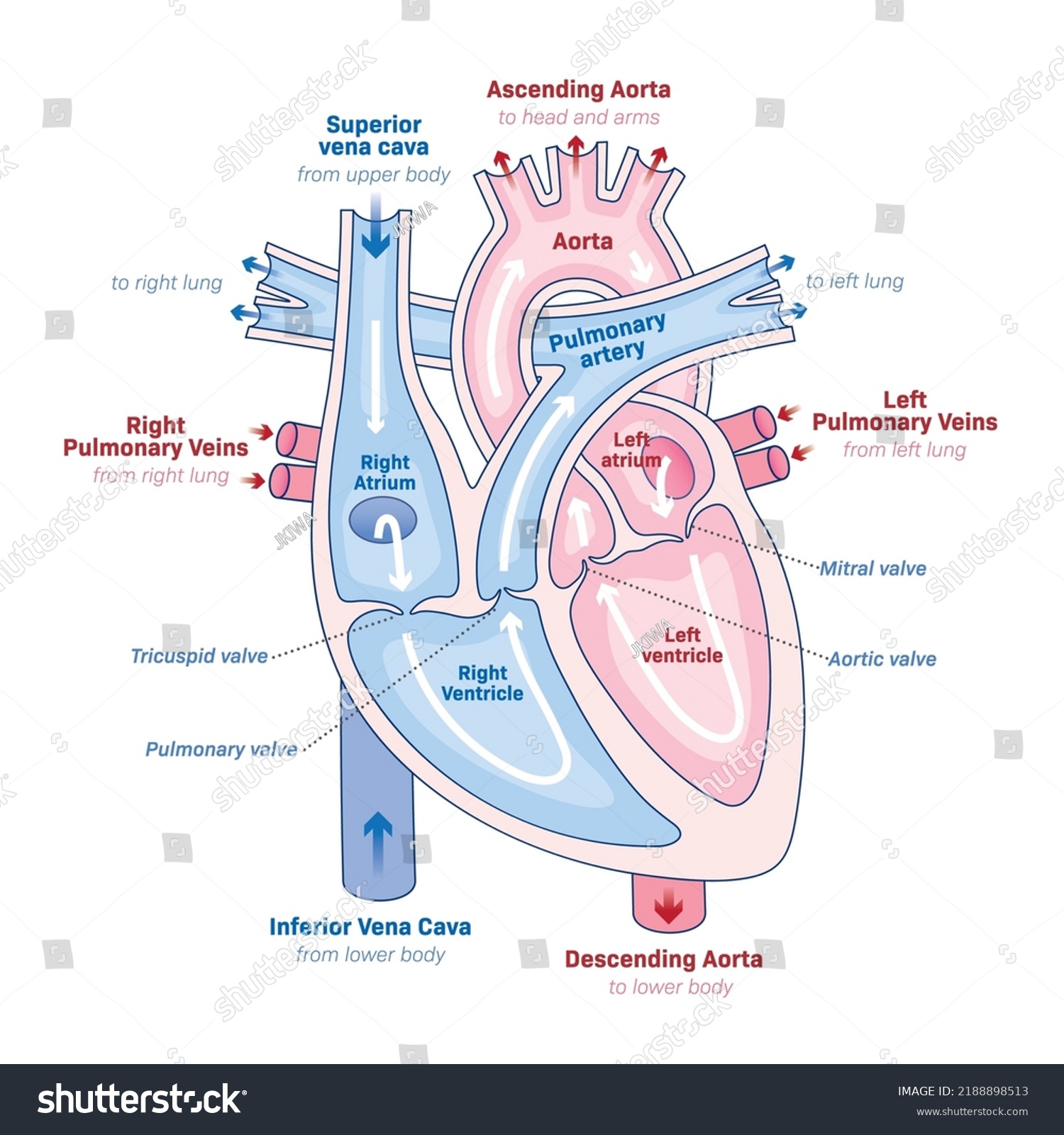 Human Heart Anatomy Heart Heart Process Stock Vector (Royalty Free ...