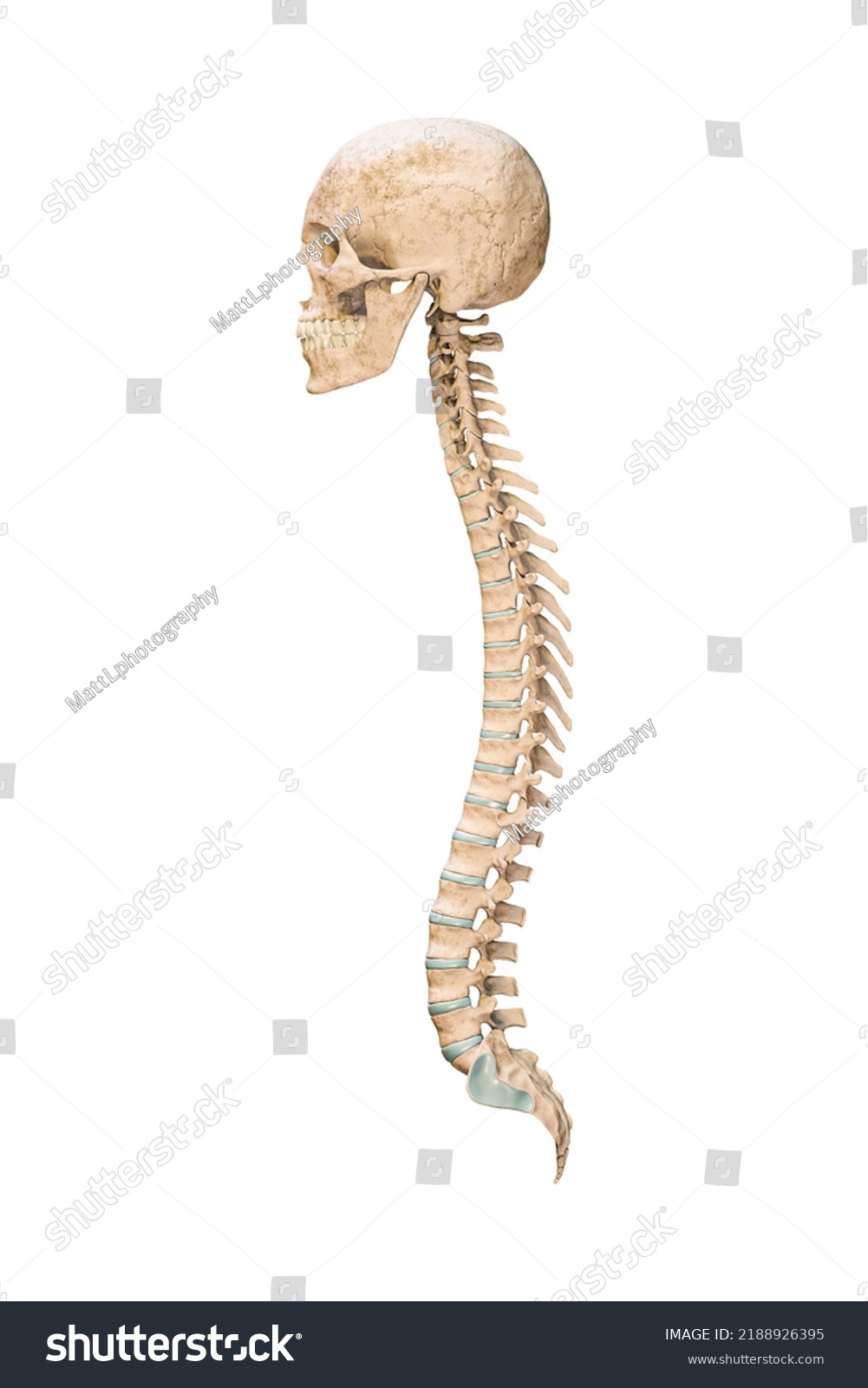 Accurate Lateral Profile View Human Spine Stock Illustration 2188926395 ...