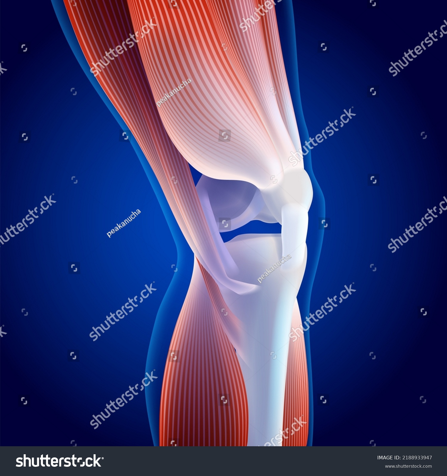 3d Illustration Thigh Calf Muscles Connected Stock Illustration ...