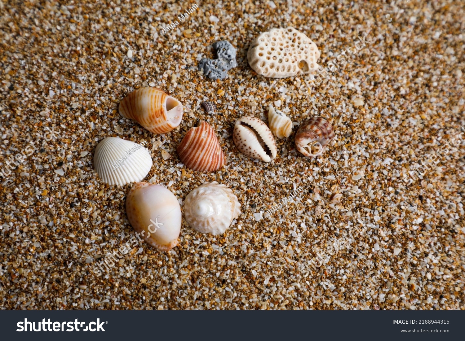 India 1 August 2022 Seashell Background Stock Photo 2188944315 ...