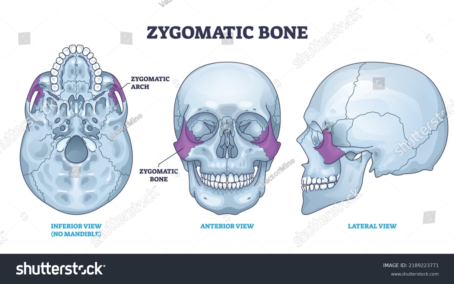 Zygomatic Bone Location Human Skull Skeleton Stock Vector Royalty Free 2189223771 Shutterstock 6267