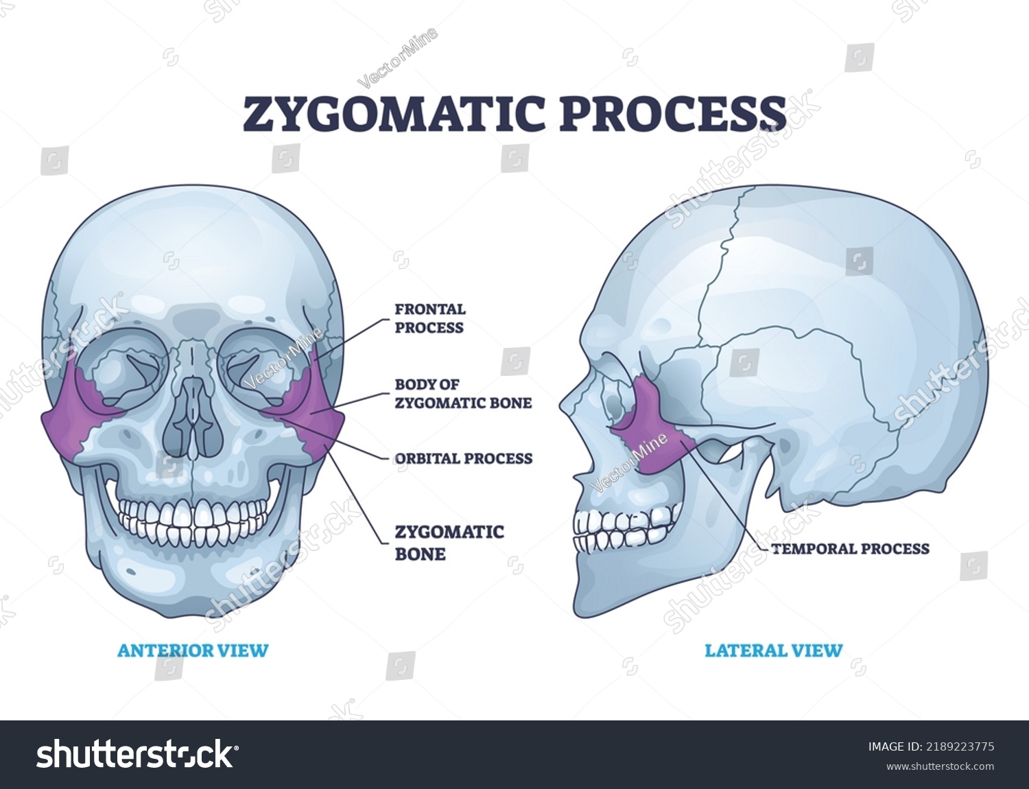 Zygomatic Process Human Cheek Bone Skeleton Stock Vector Royalty Free 2189223775 Shutterstock 8598