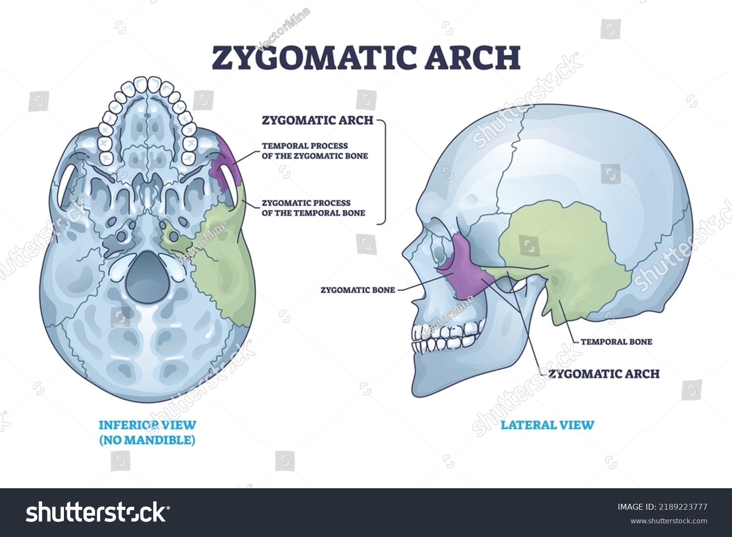 Zygomatic Acrh Skull Cheekbone Skeletal Parts Stock Vector (royalty 