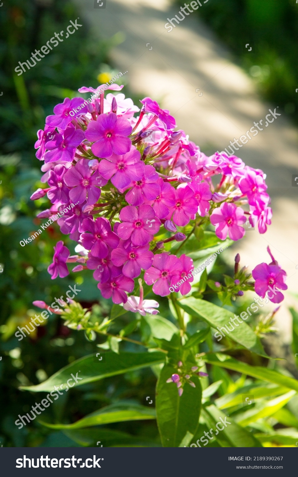 Purplepink Phloxes Phlox Paniculata Bloom On Stock Photo 2189390267 ...