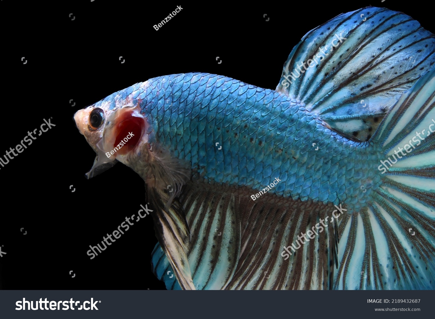 Blue Monster Giant Betta Fish Stock Photo 2189432687 