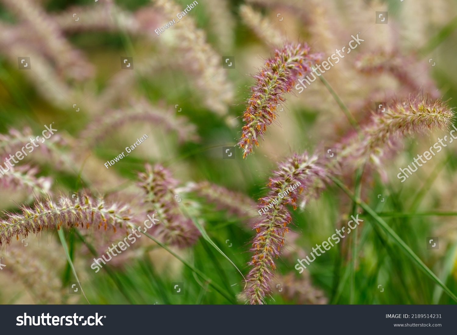 Pennisetum Lat Pennisetum Genus Widespread Herbaceous Stock Photo ...