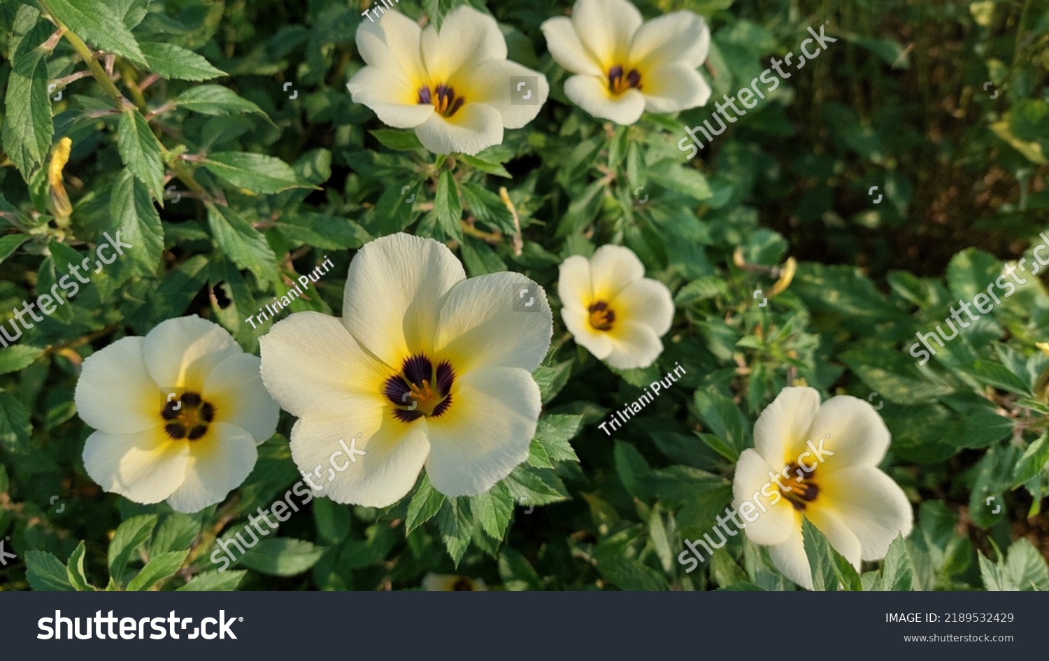 Turnera Ulmifolia Type Plant Originating West Stock Photo 2189532429