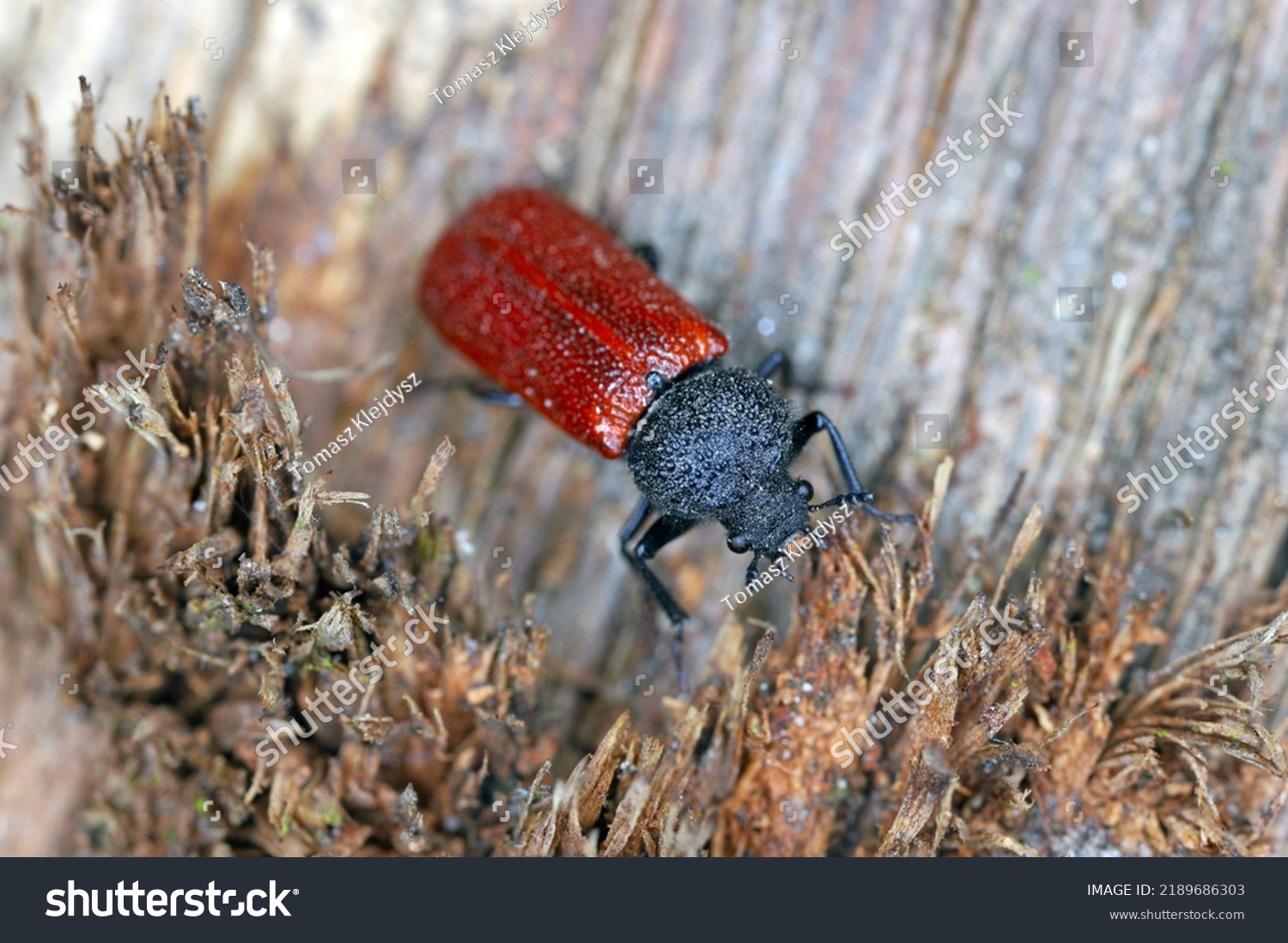 17 Capuchin beetle Images, Stock Photos & Vectors | Shutterstock