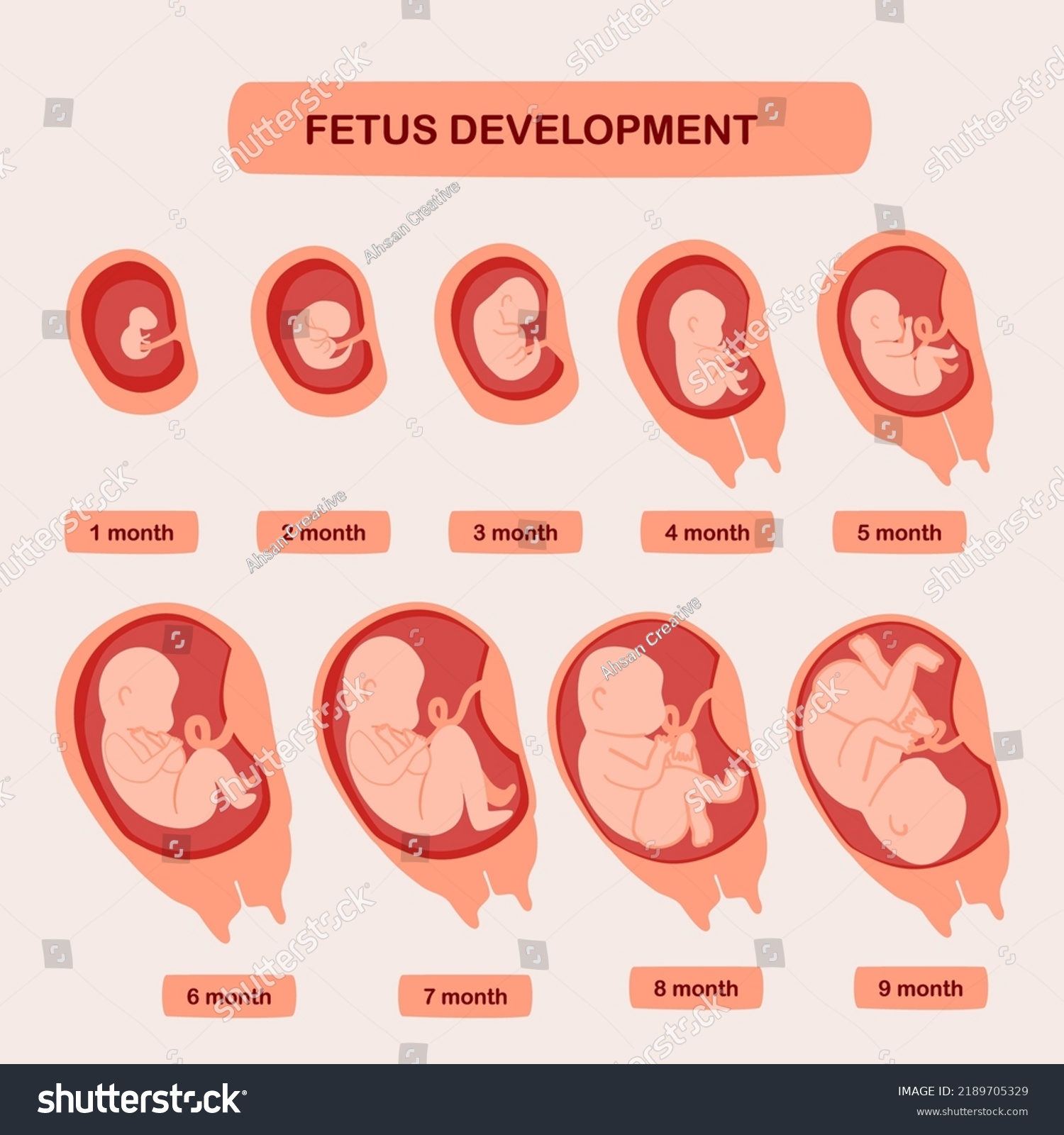 Hand Drawn Fetus Development Infographic Stock Vector (Royalty Free ...