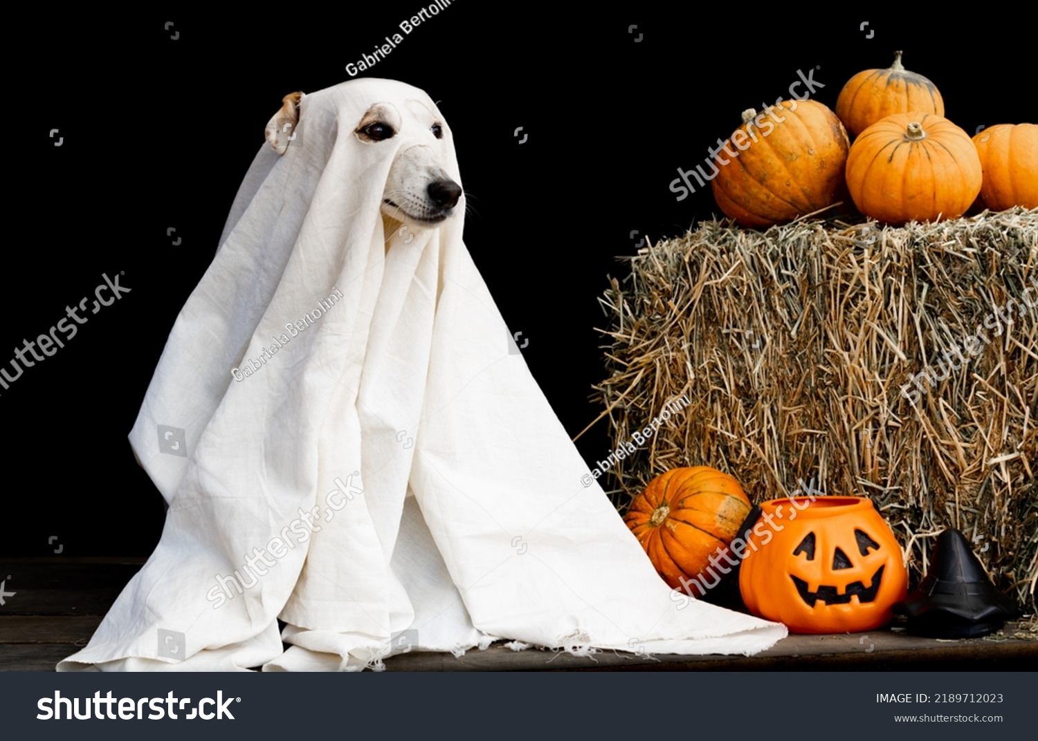 Dog Dressed Ghost White Sheet Halloween Stock Photo 2189712023 ...