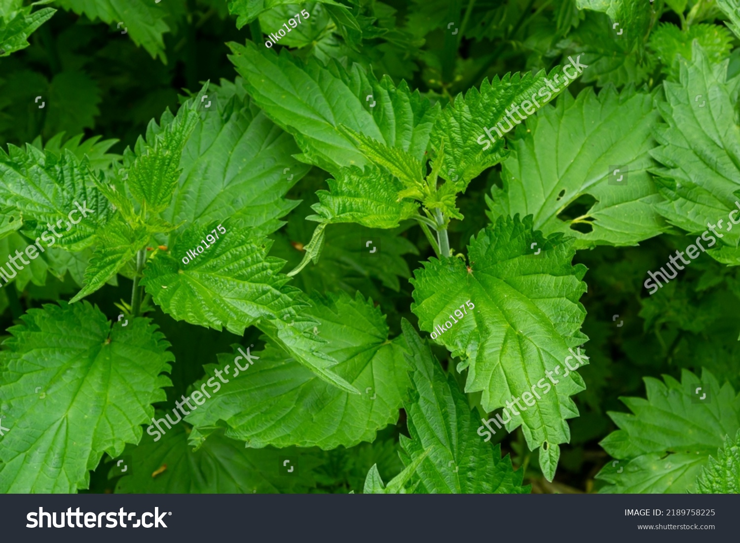 Urticanettles Stinging Nettles German Name Brennnesseln Stock Photo ...