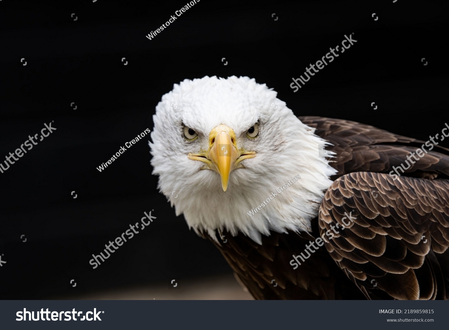 Closeup Angry Bald Eagle Face Stock Photo 2189859815 Shutterstock