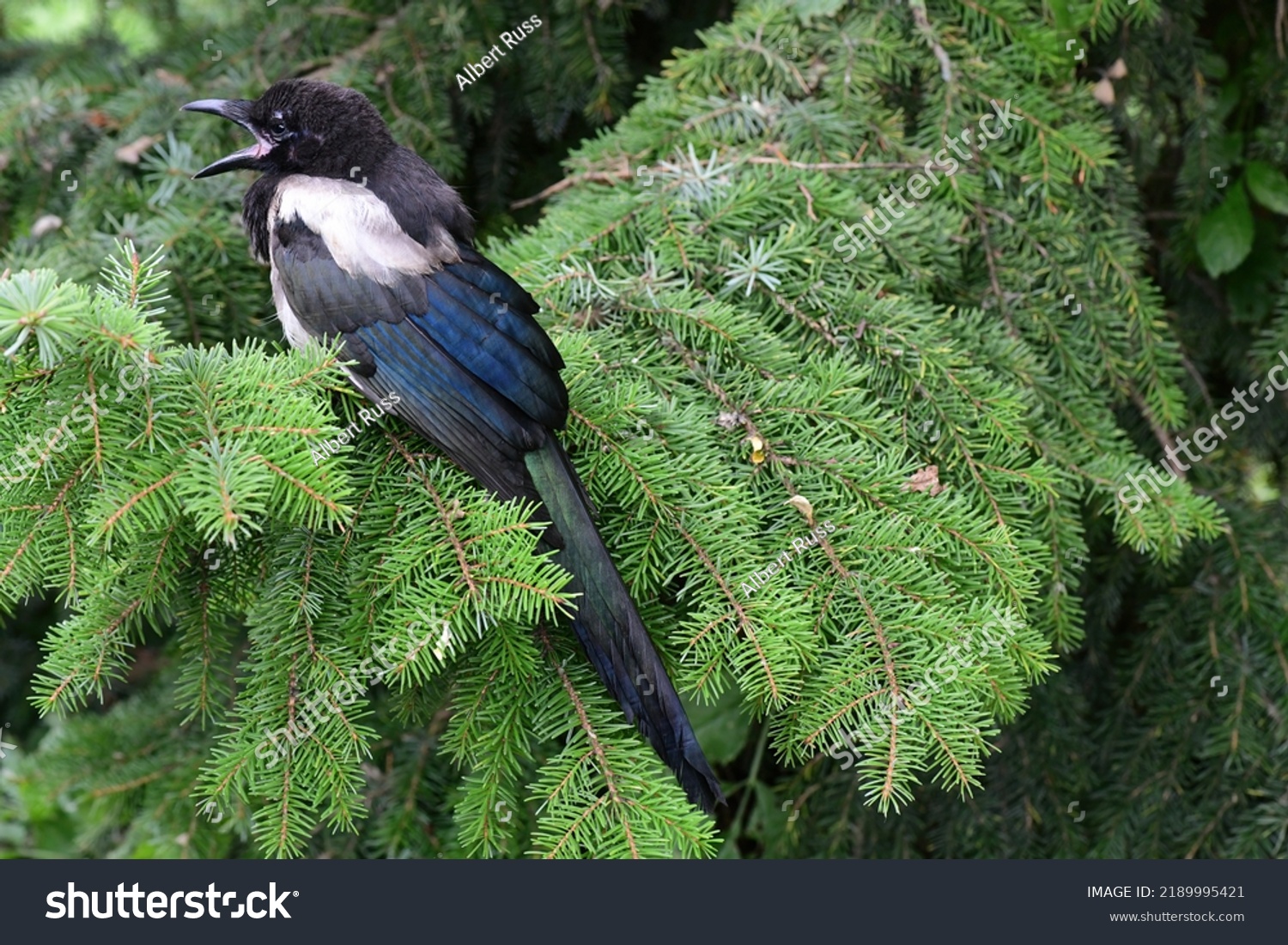 beautiful-magpie-jawning-after-nap-on-stock-photo-2189995421-shutterstock