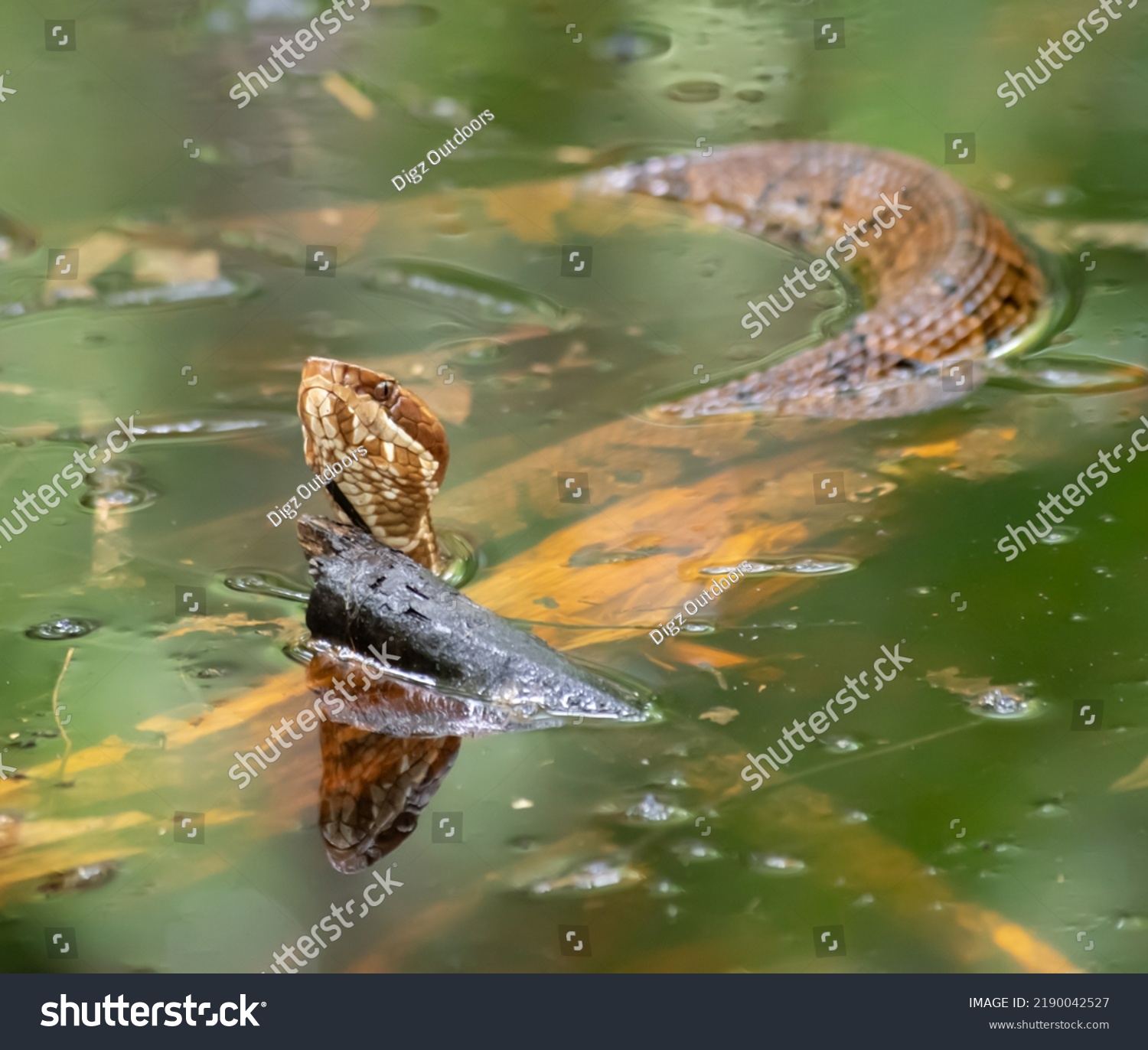 Copperhead Snake Water Hunting Stock Photo 2190042527 | Shutterstock