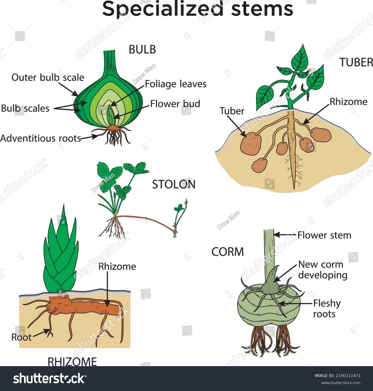 Specialized Stems Stem Cell Application Embryonic Stock Vector (Royalty ...