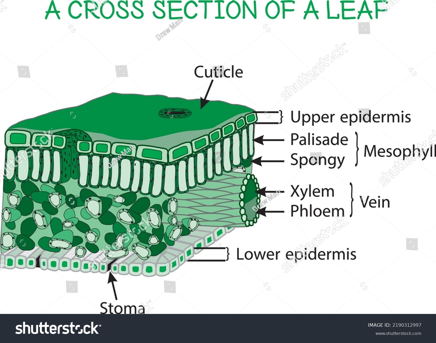 Biology Training Chart Cross Section Leaf Stock Vector (Royalty Free ...