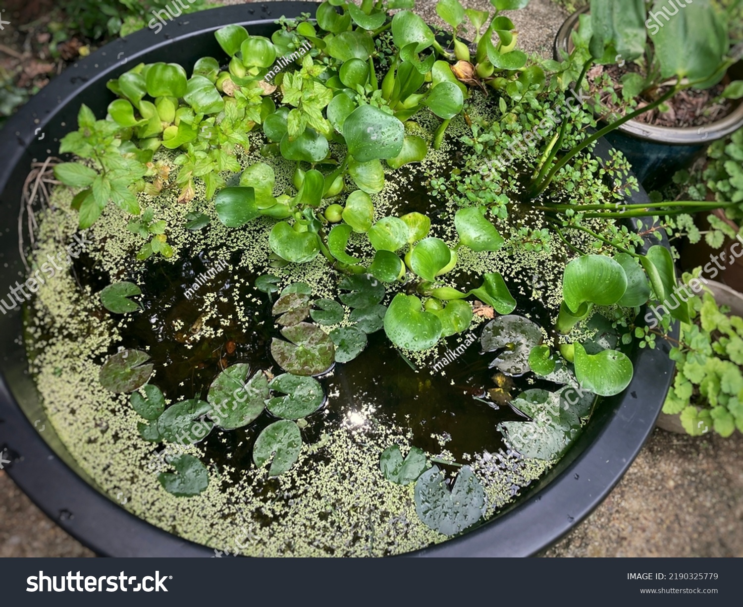 Water Garden Pot Aquatic Plants Water Stock Photo 2190325779 | Shutterstock