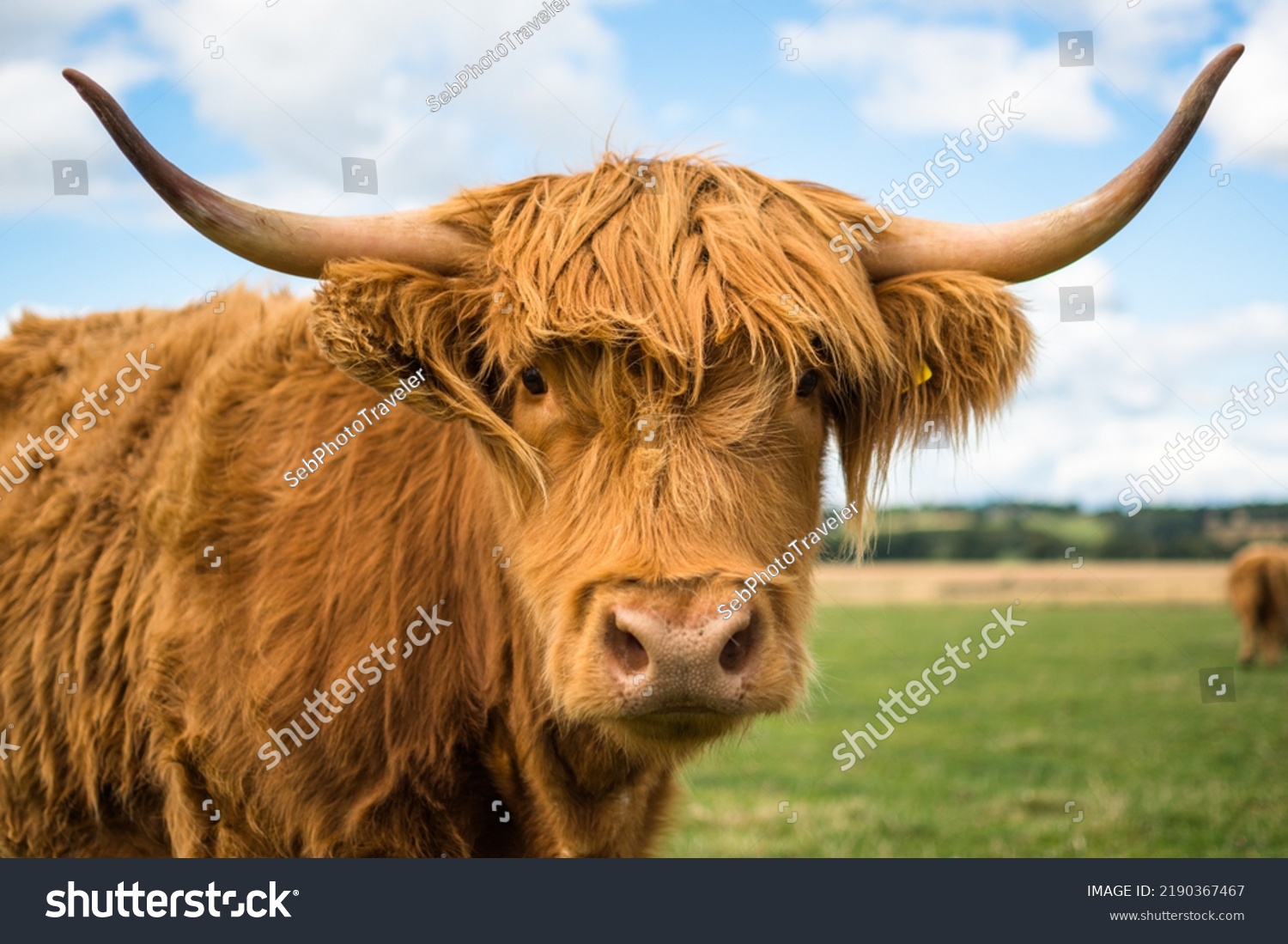 Scottish Long Hair Highland Cow Stock Photo 2190367467 | Shutterstock