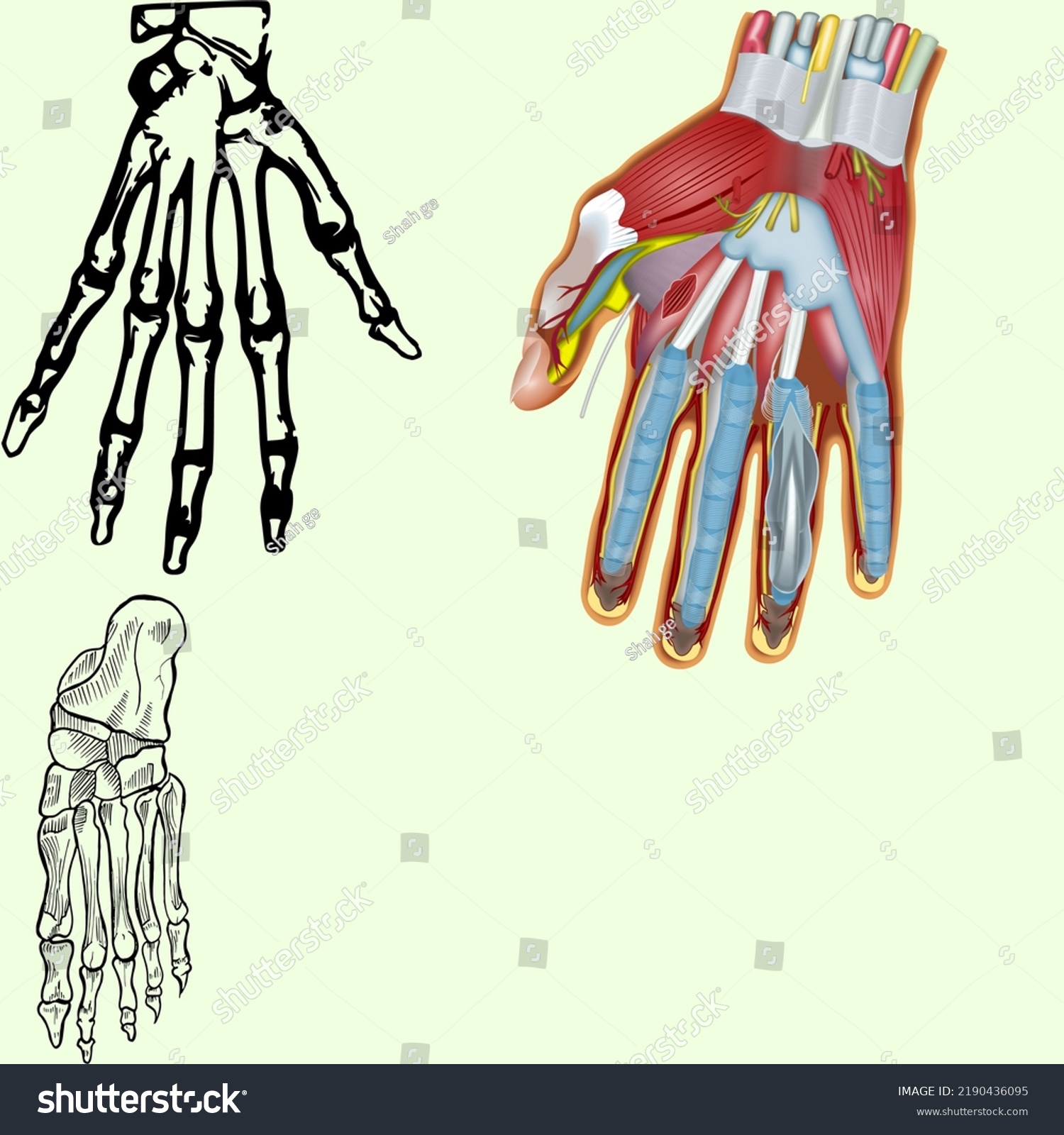 Human Hand Foot Structure Isolated Backgroung Stock Illustration ...