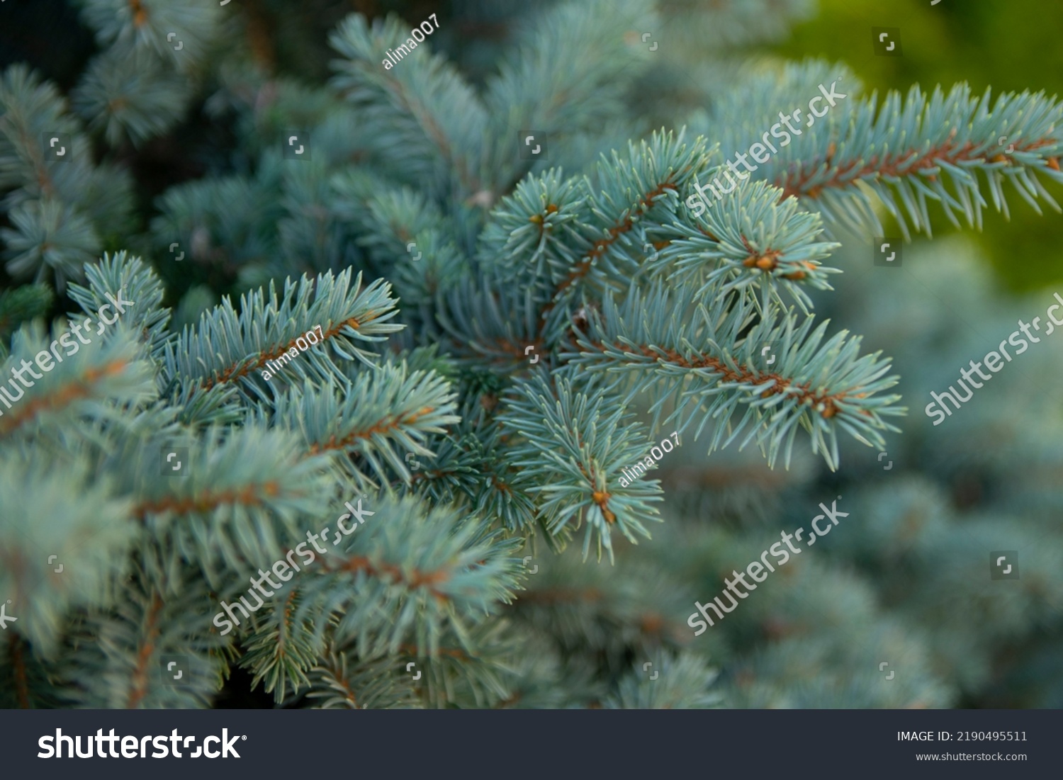 Picea Pungens Prickly Spruce Detail Needles Stock Photo 2190495511 ...