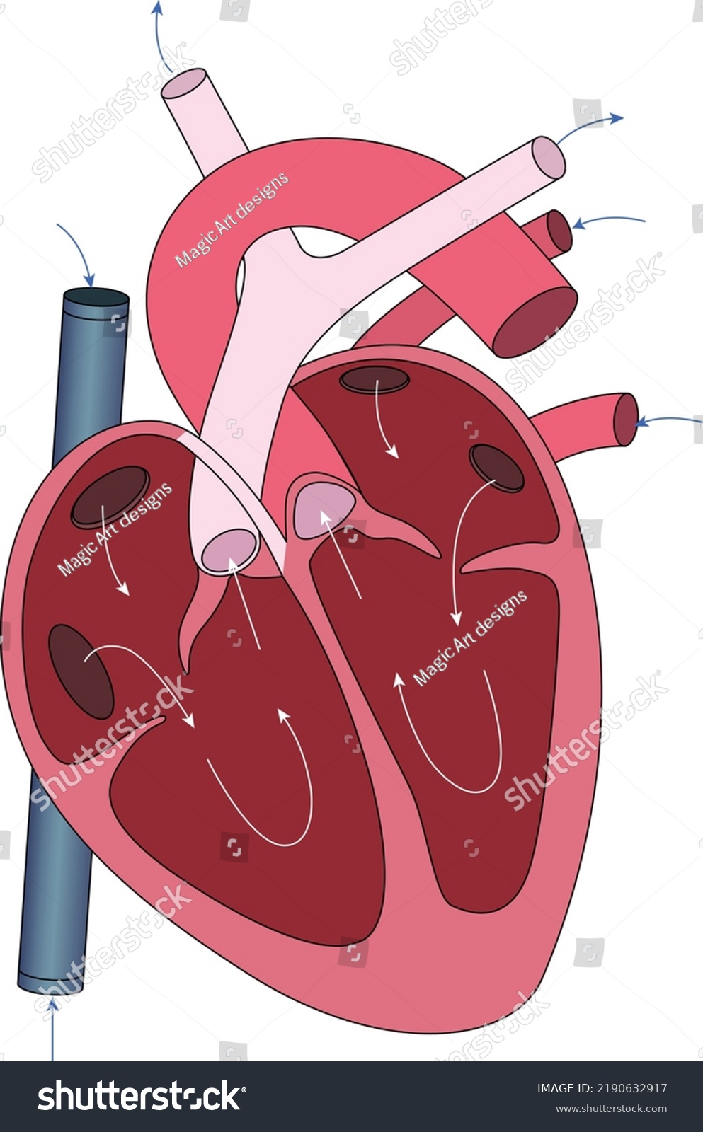 human-heart-blood-flow-system-stock-vector-royalty-free-2190632917-shutterstock