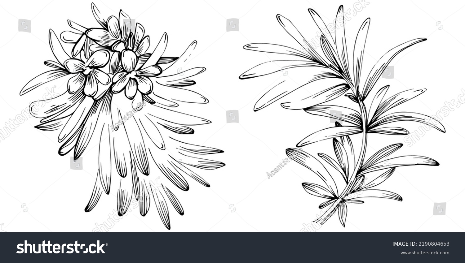 Rosemary Vector Isolated Plant Leaves Herbal Stock Vector (Royalty Free ...