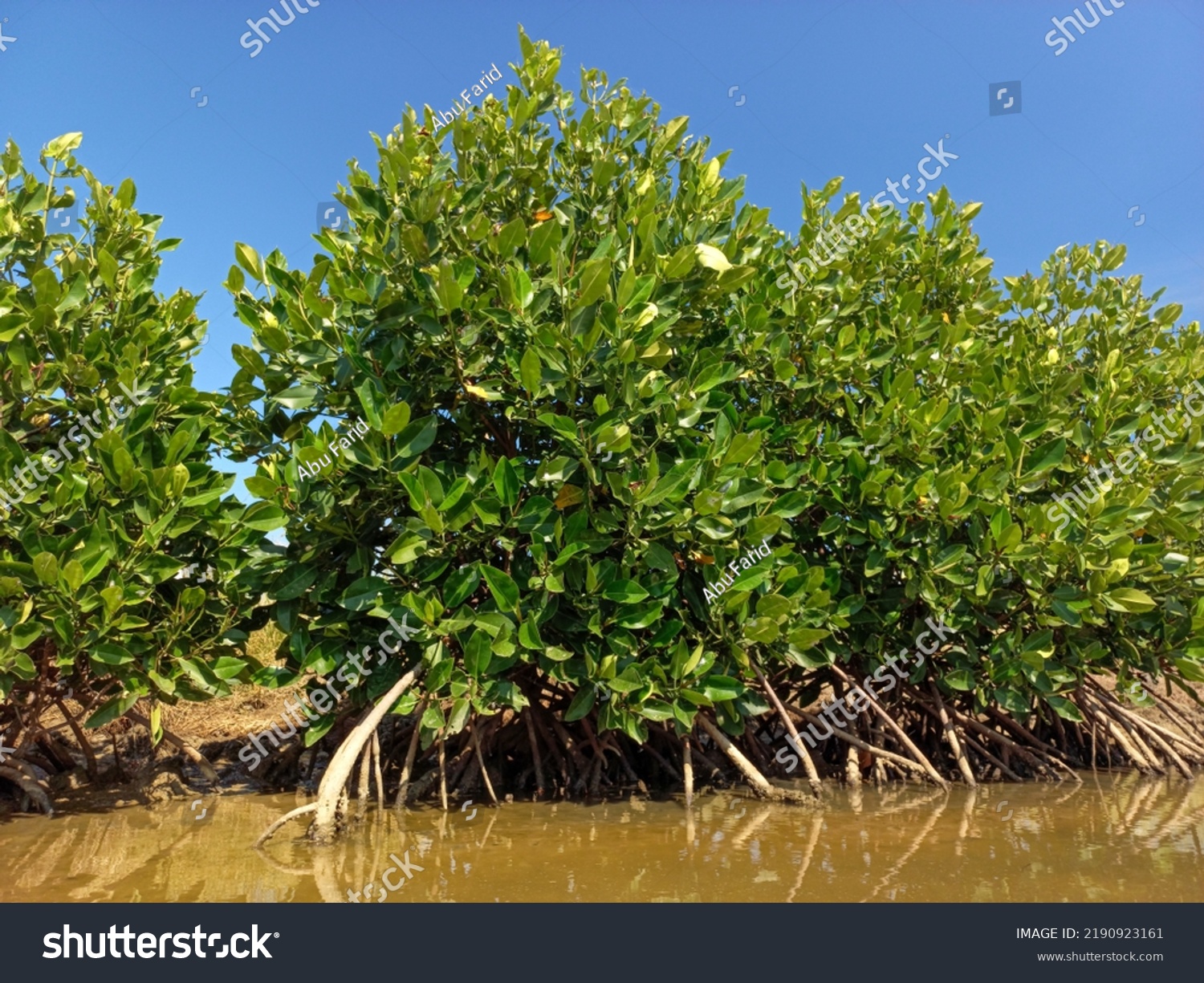 Mangrove Trees Rhizophora Racemosa Grow Coastal Stock Photo 2190923161 ...