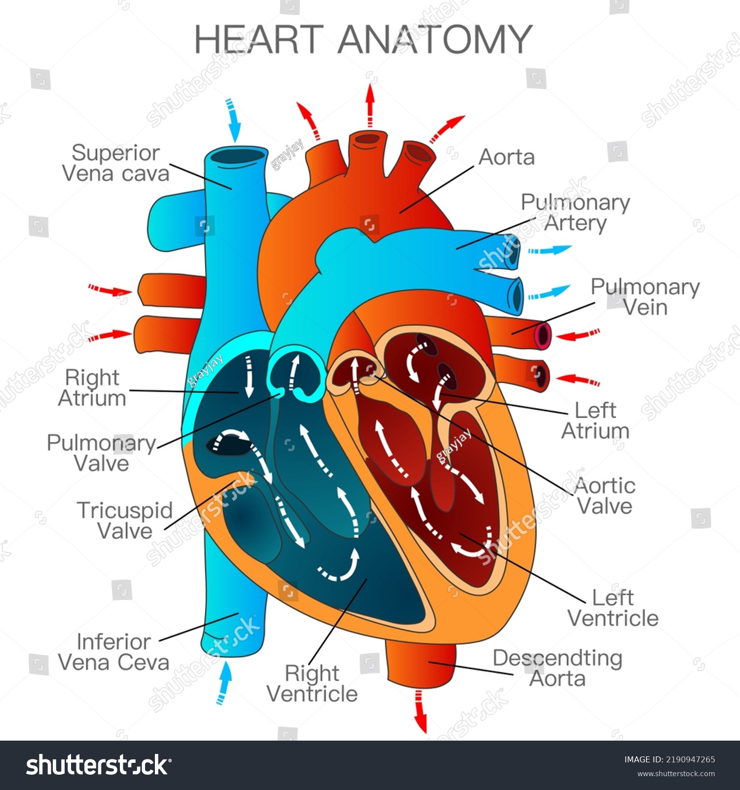 Heart Anatomy Structure Parts Right Left Stock Vector (Royalty Free ...