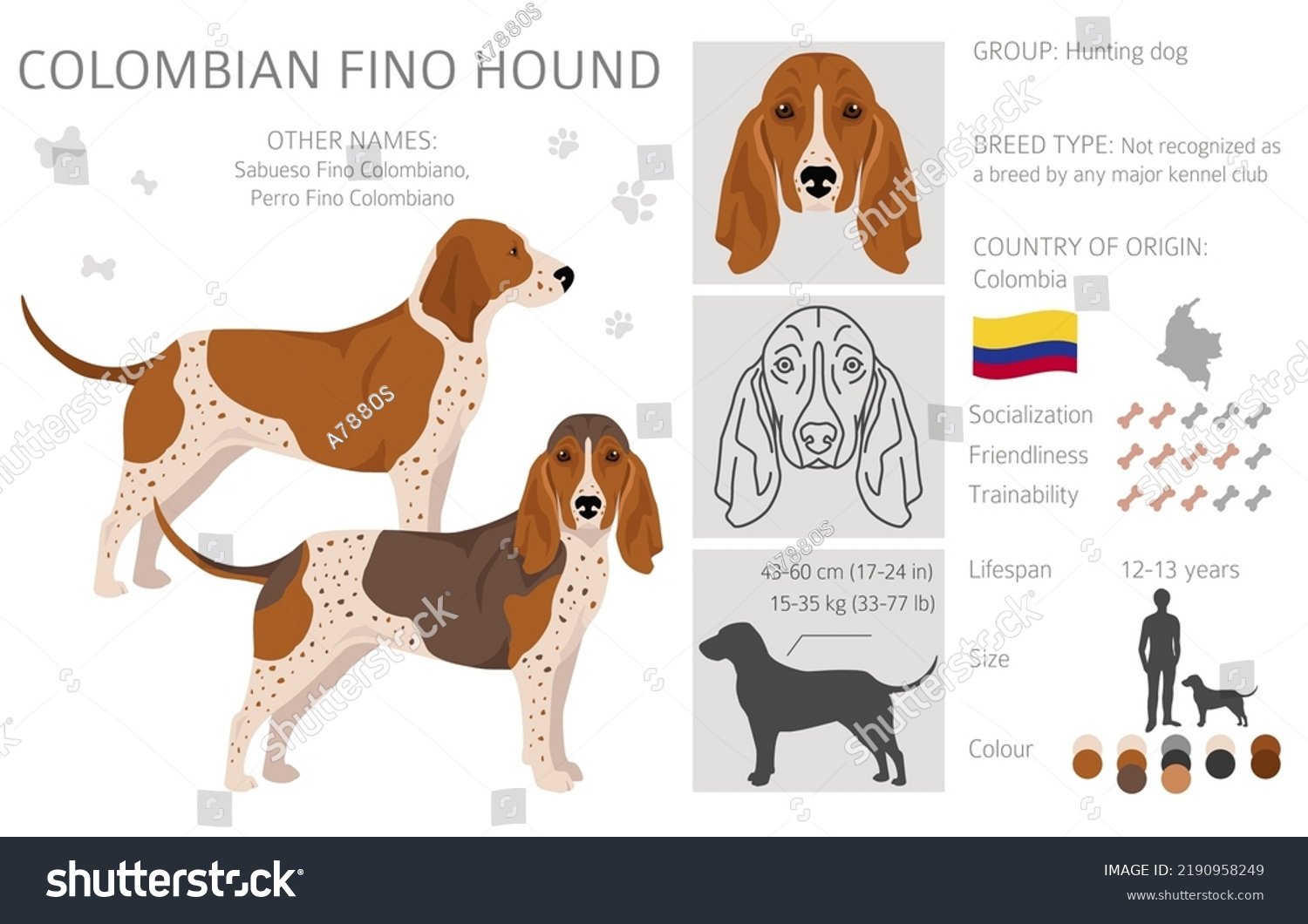 Colombian Fino Hound Clipart Different Poses Stock Vector (Royalty Free ...