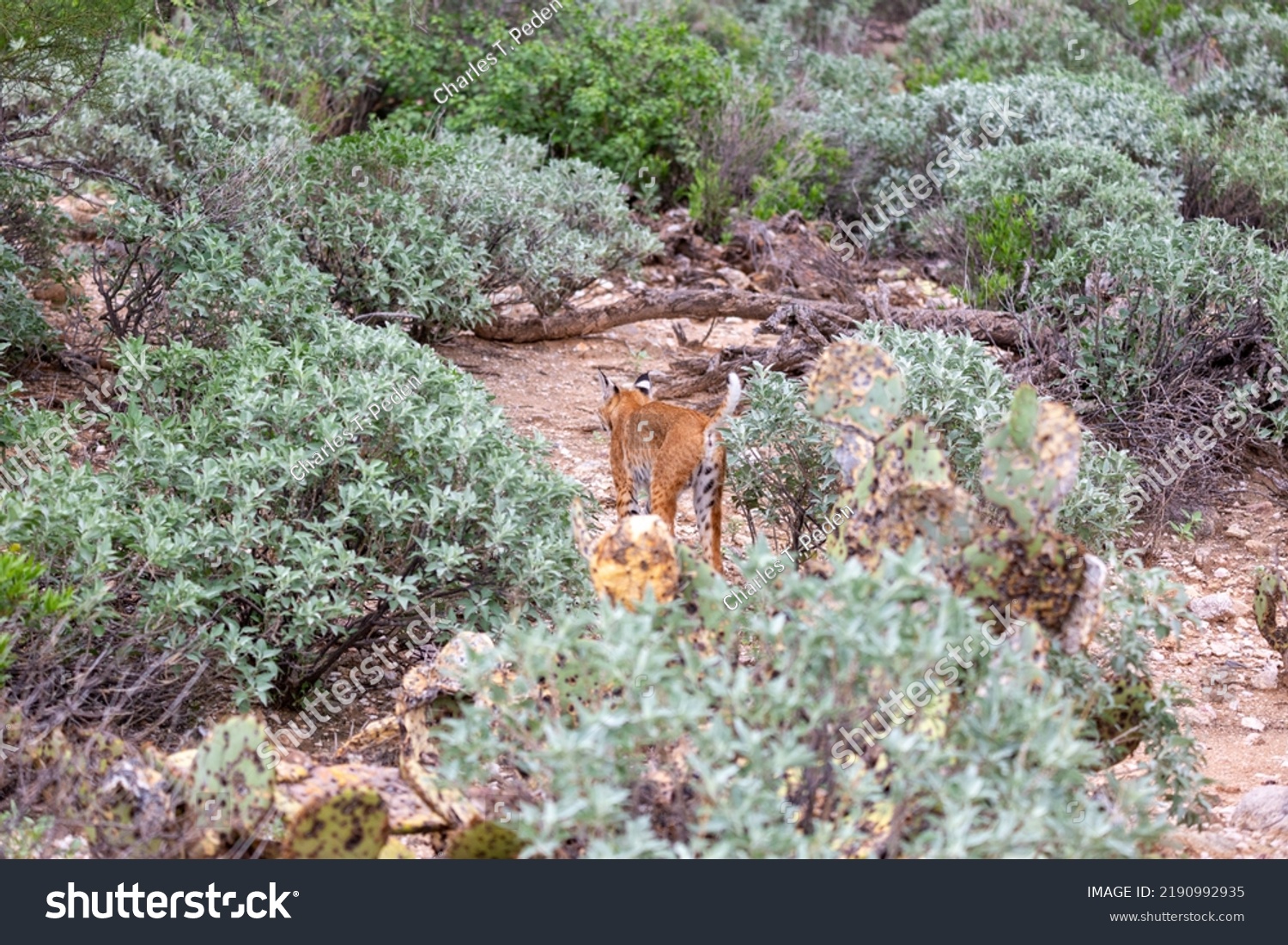 Bobcat Lynx Rufus Marking Territory Sonoran Stock Photo 2190992935 ...