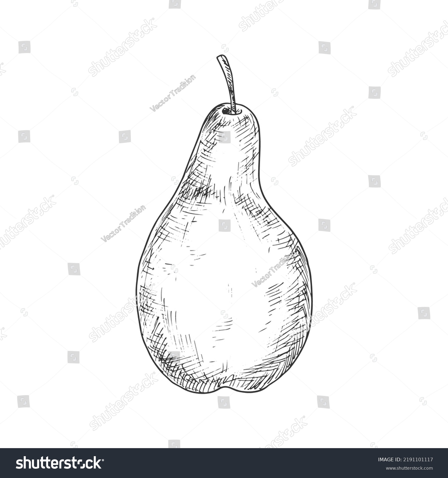 Pear Sketch Vector Isolated Fruit Natural Stock Vector (Royalty Free ...