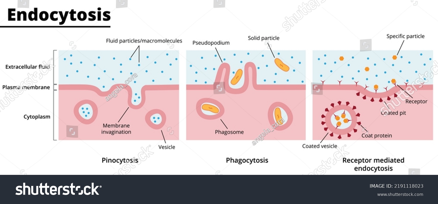 Types Endocytosis Process Engulfing Particles By Stock Vector (Royalty ...