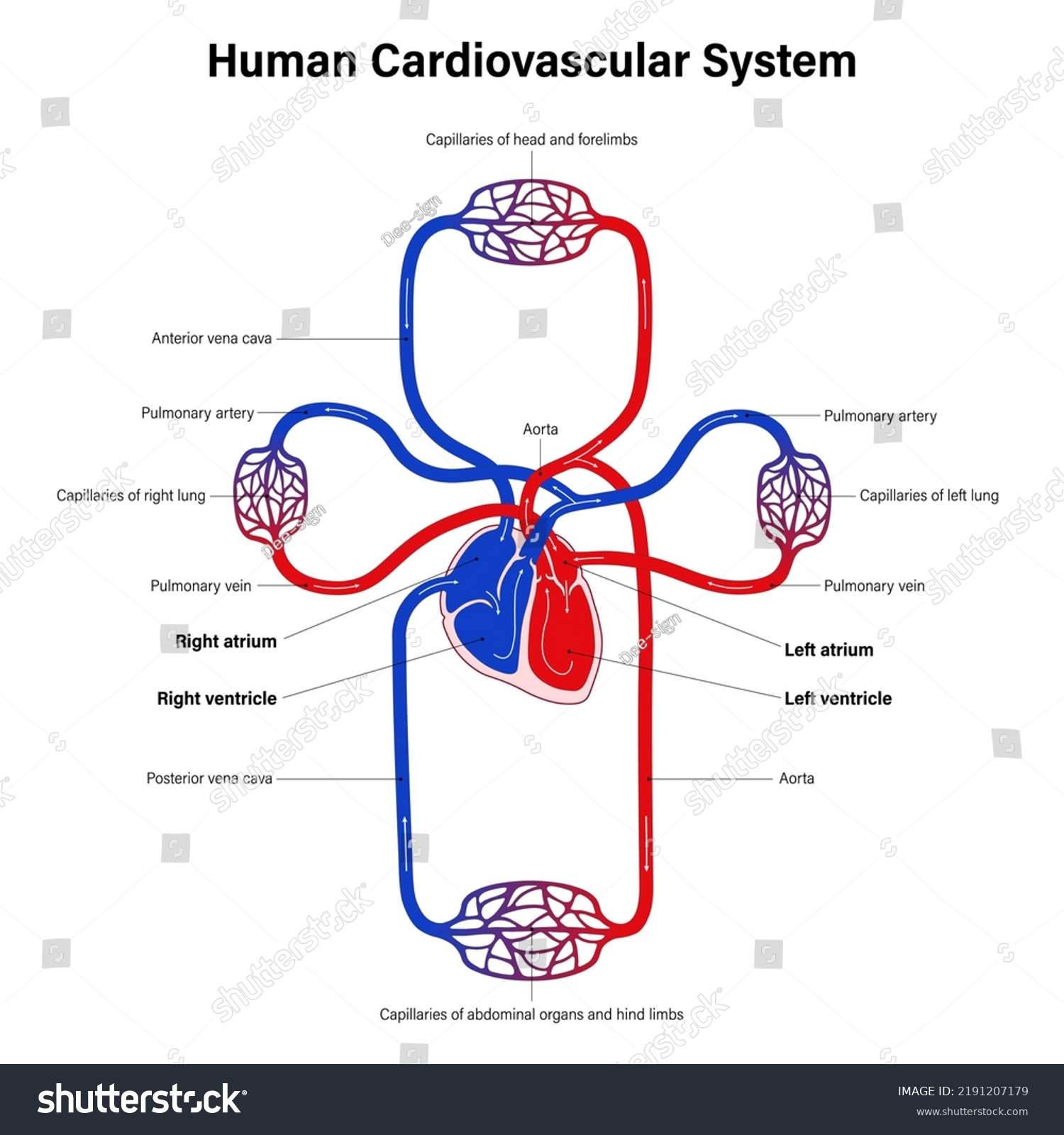 Diagram Human Cardiovascular System Mammalian Circulation Stock Vector Diagram Human Cardiovascular System Mammalian Circulation Stock Vector