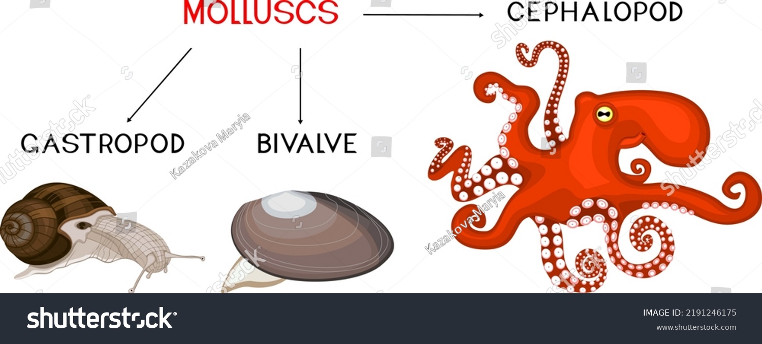 Three Types Molluscs Cephalopod Gastropod Bivalve Stock Vector Royalty