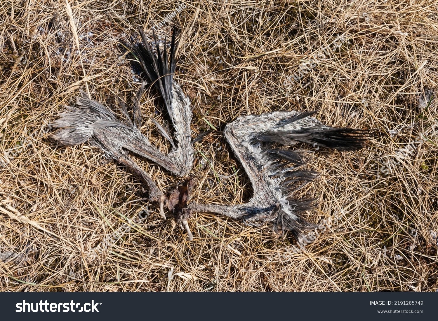 26 Vogel Eiland Images, Stock Photos & Vectors | Shutterstock