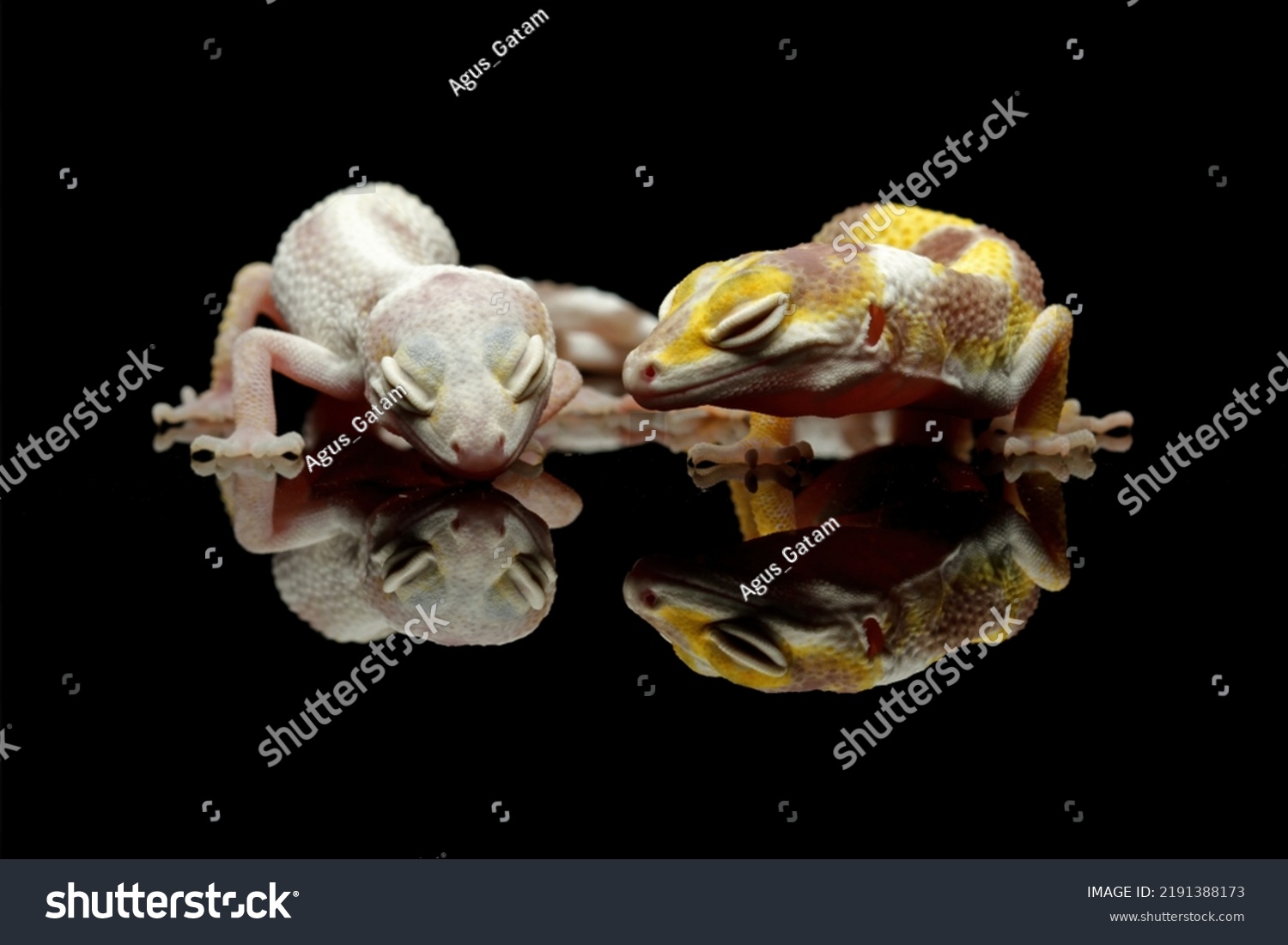 Two Different Morph Types Leopard Gecko Stock Photo 2191388173