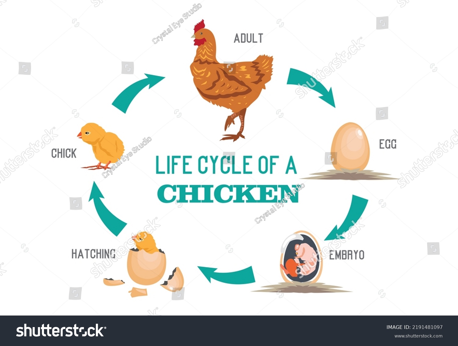 Life Cycle Chicken Egg Hen Editable Stock Vector (Royalty Free ...