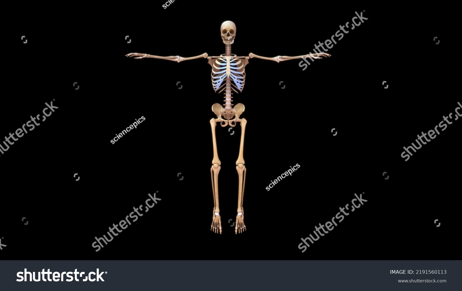 인체골격시스템이 뼈 해부학 3d 그림을 봉합하는 스톡 일러스트 2191560113 Shutterstock 6662