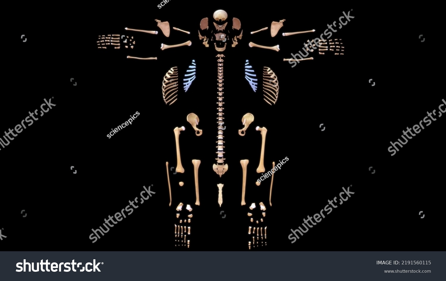 Human Skeleton System Sutures Bones Anatomy Stock Illustration 2191560115 Shutterstock 4866
