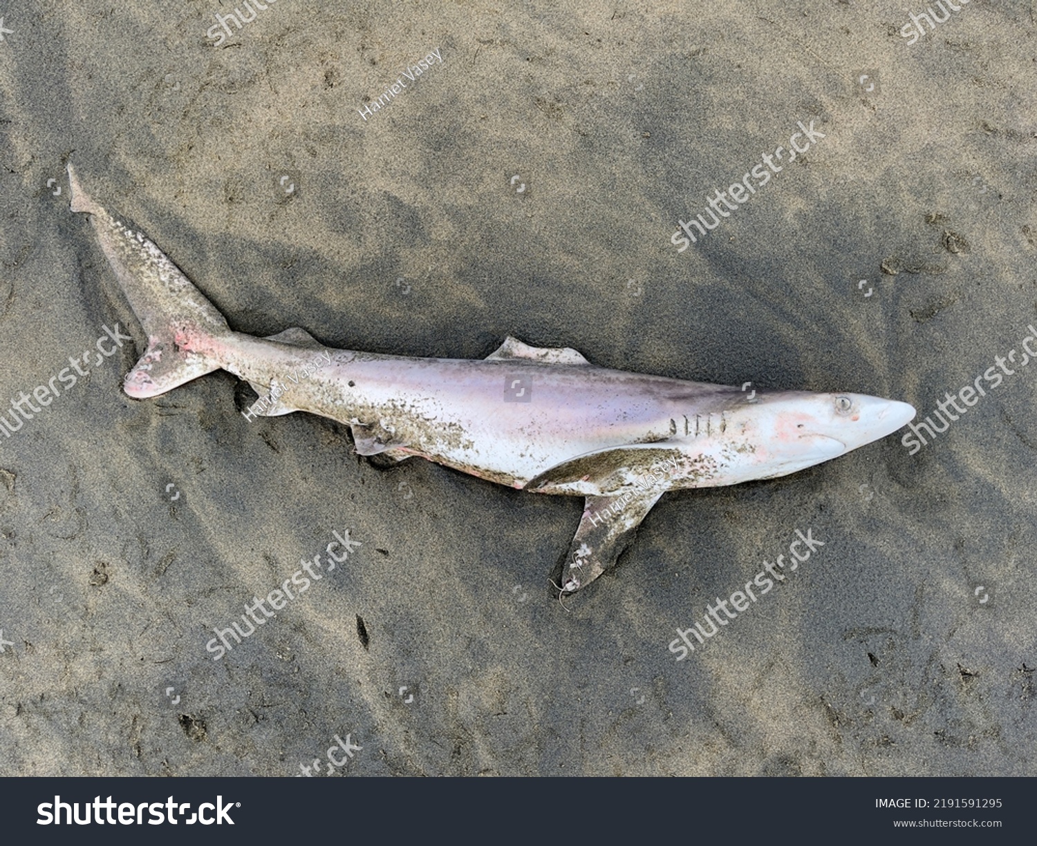 Dead Shark Washed On Beach New Stock Photo 2191591295 | Shutterstock