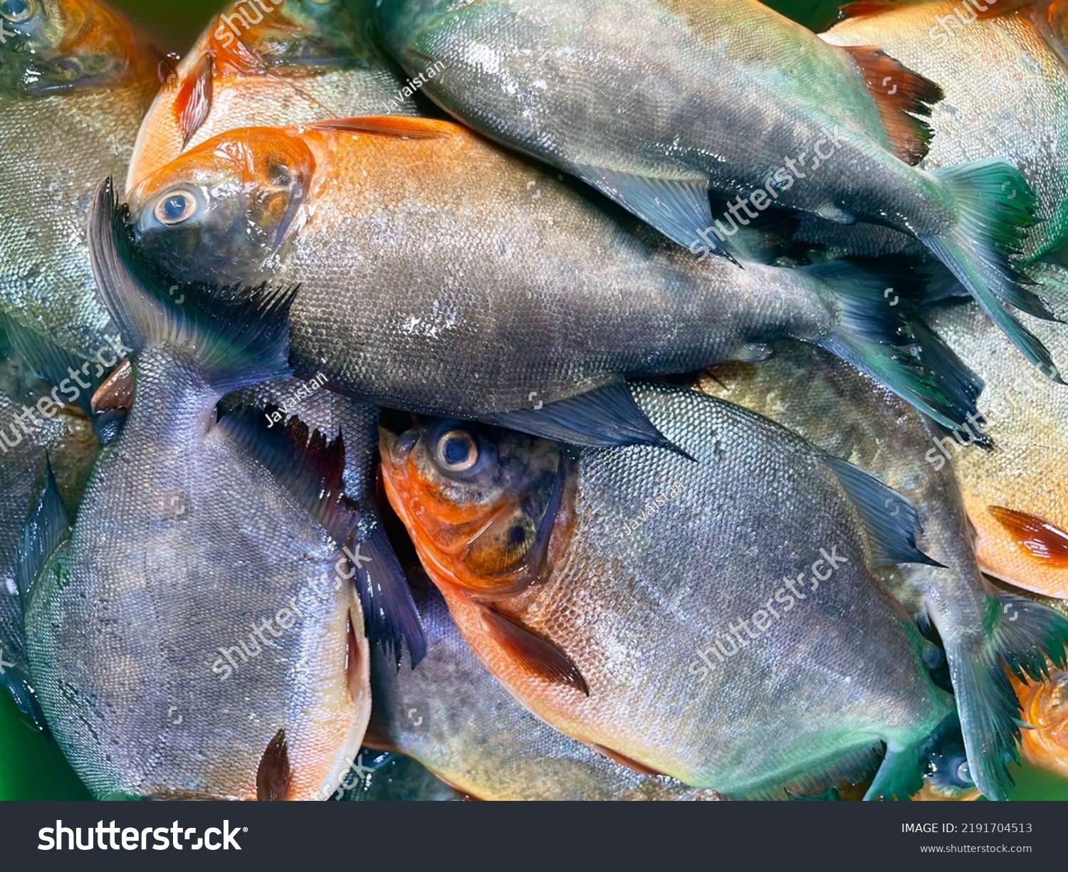 Fresh Water Pomfret Fish Ikan Bawal Stock Photo 2191704513 | Shutterstock