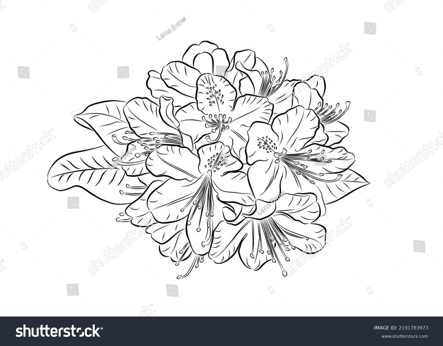 Rhododendron Flower Line Art Vector Illustration Stock Vector (Royalty ...