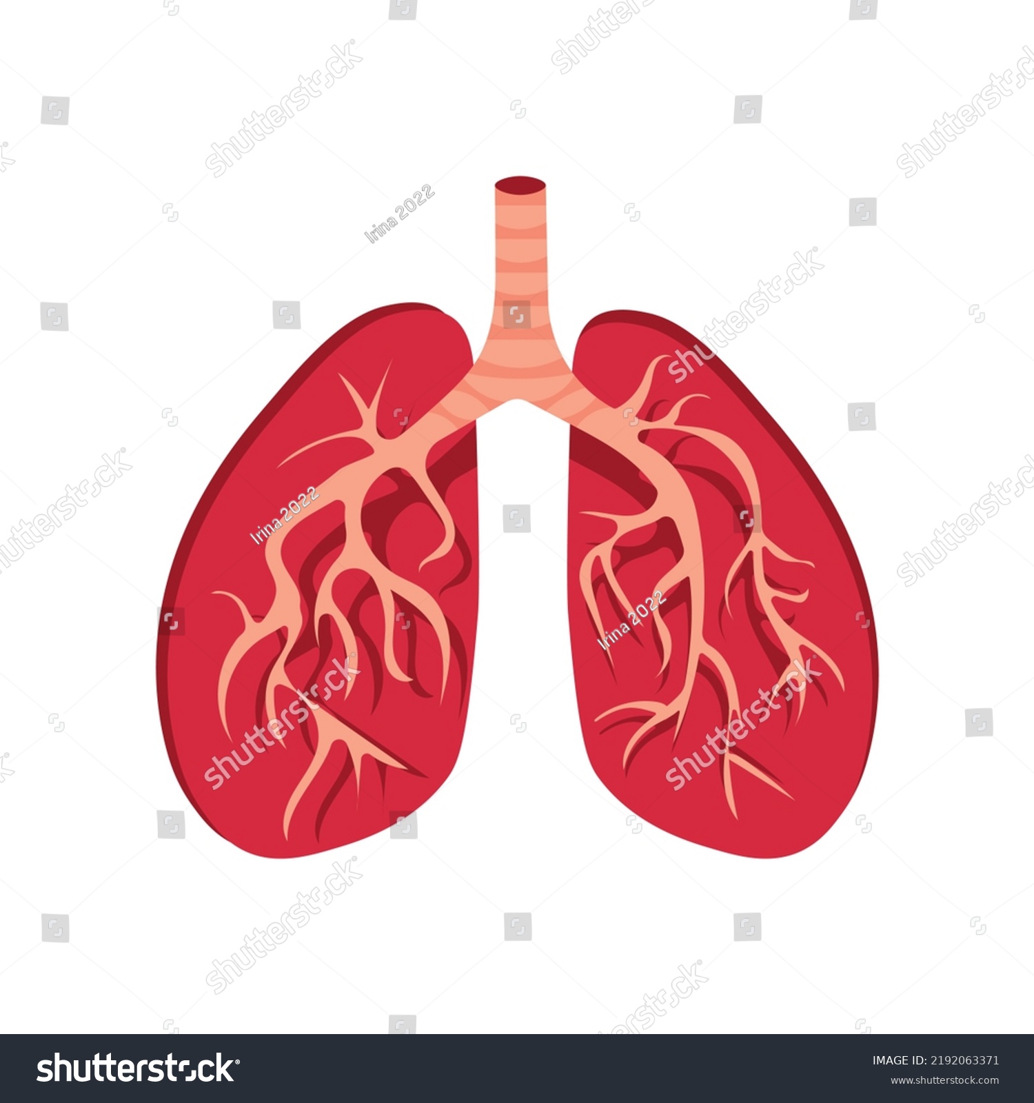 Healthy Human Lungs Trachea Section Anatomy Stock Vector (Royalty Free ...