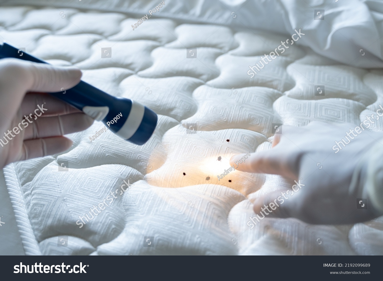 Bed Bug Infestation Treatment Service Bugs Stock Photo 2192099689 ...