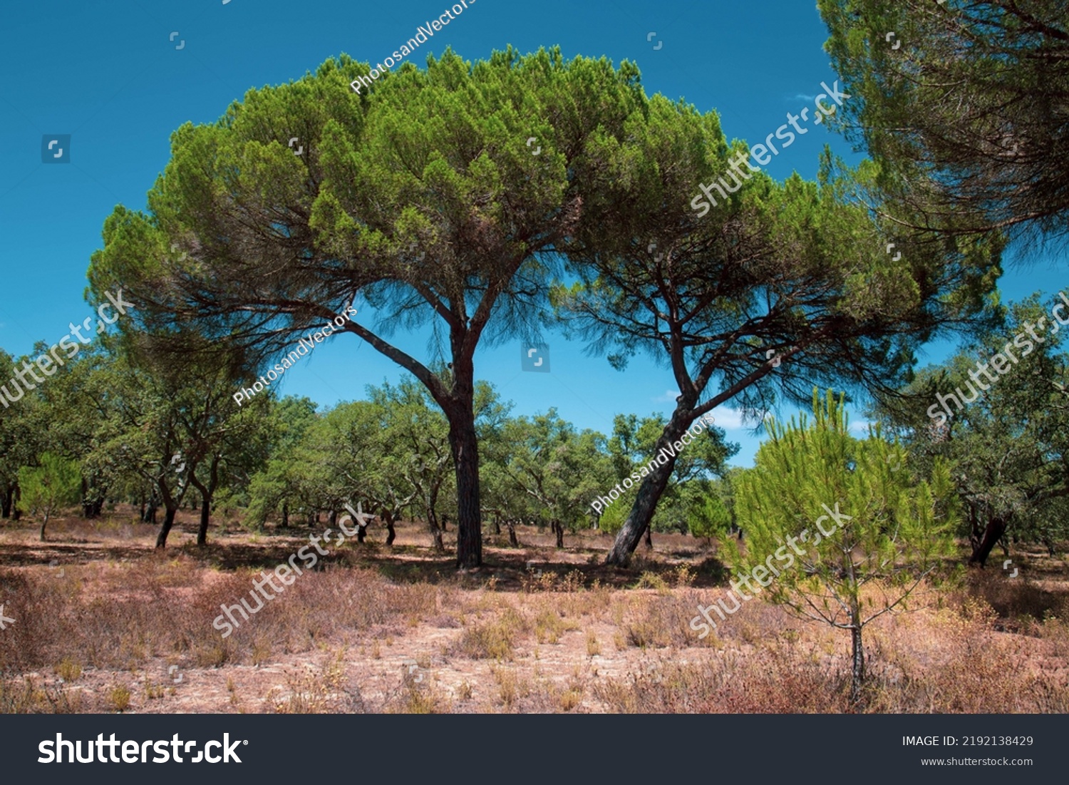 Quercus Pinus Cork Trees Blue Sky Stock Photo 2192138429 | Shutterstock