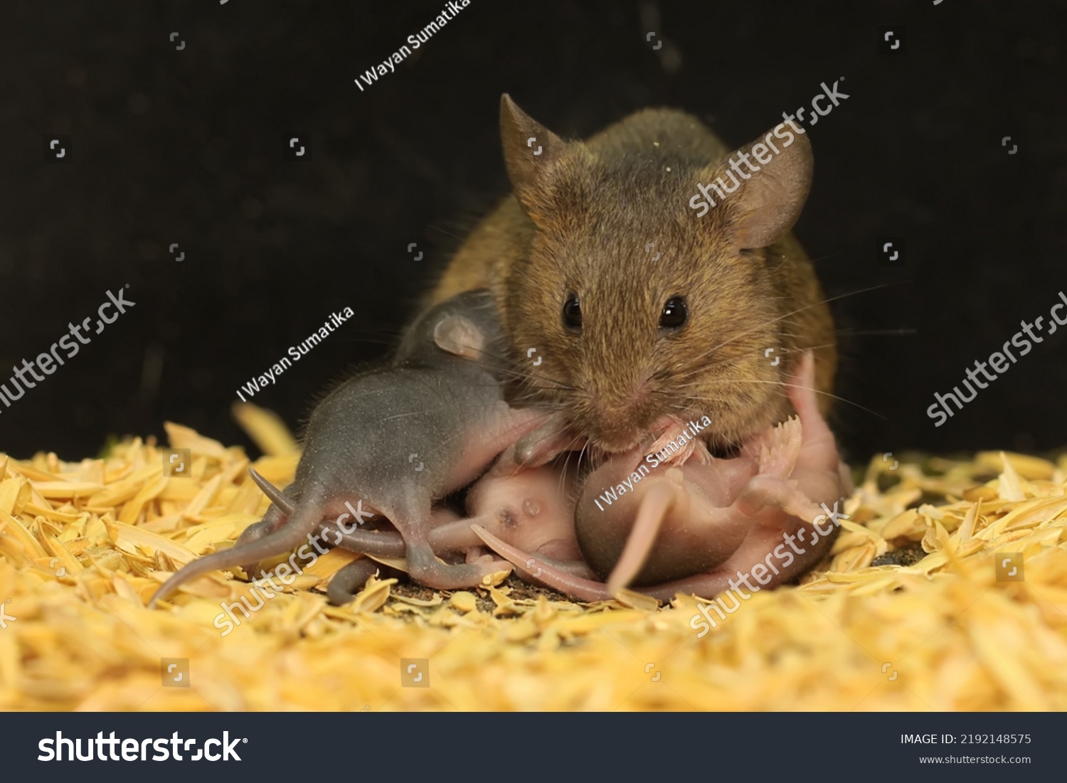 Mother Mouse Breastfeeding Her Babies This Stock Photo 2192148575 ...