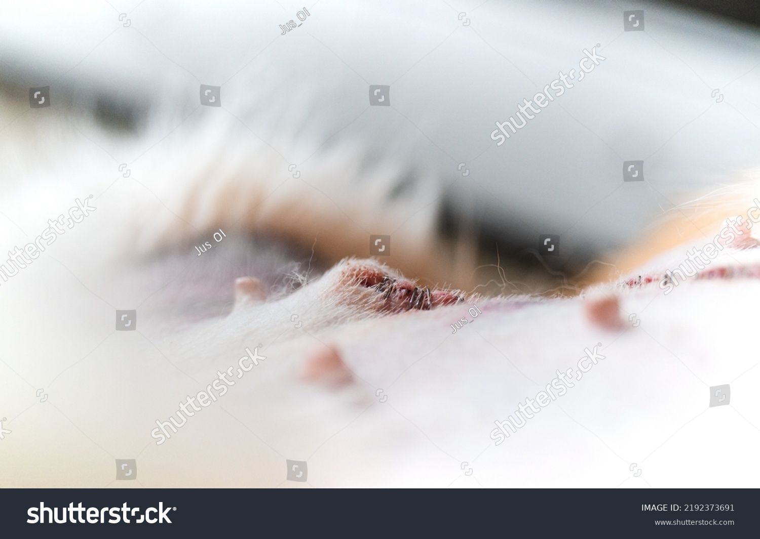 lump-next-spay-incision-dog-female-foto-stock-2192373691-shutterstock