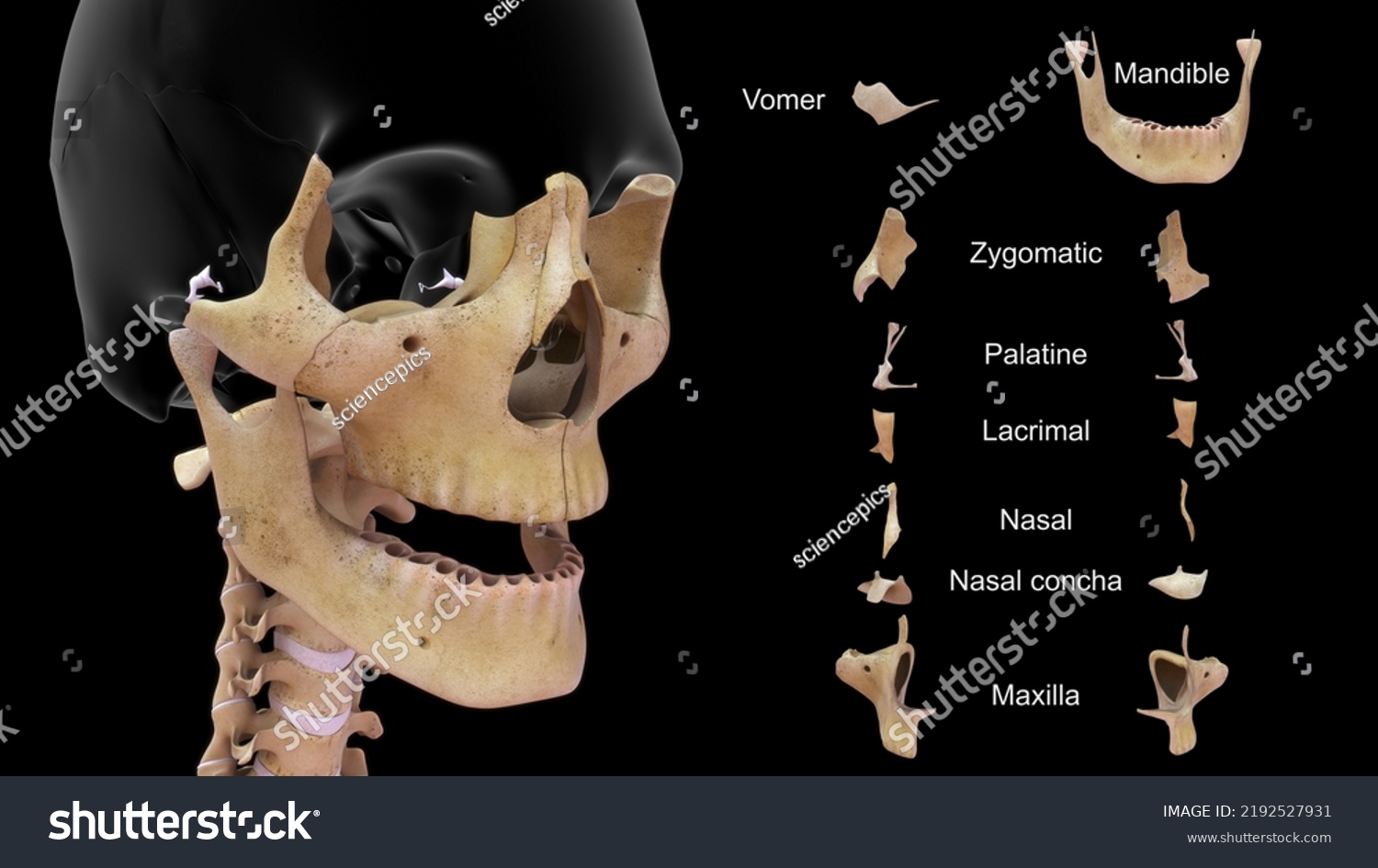 Human Facial Bones Labeled Anatomy 3d Stock Illustration 2192527931 Shutterstock Human Facial Bones Labeled Anatomy 3d Stock Illustration 2192527931 Shutterstock