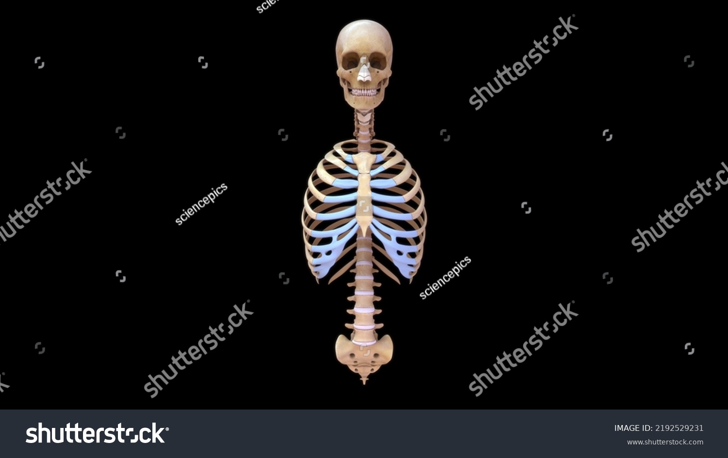 Human Ribs Bones Anatomy 3d Illustration Stock Illustration 2192529231 ...